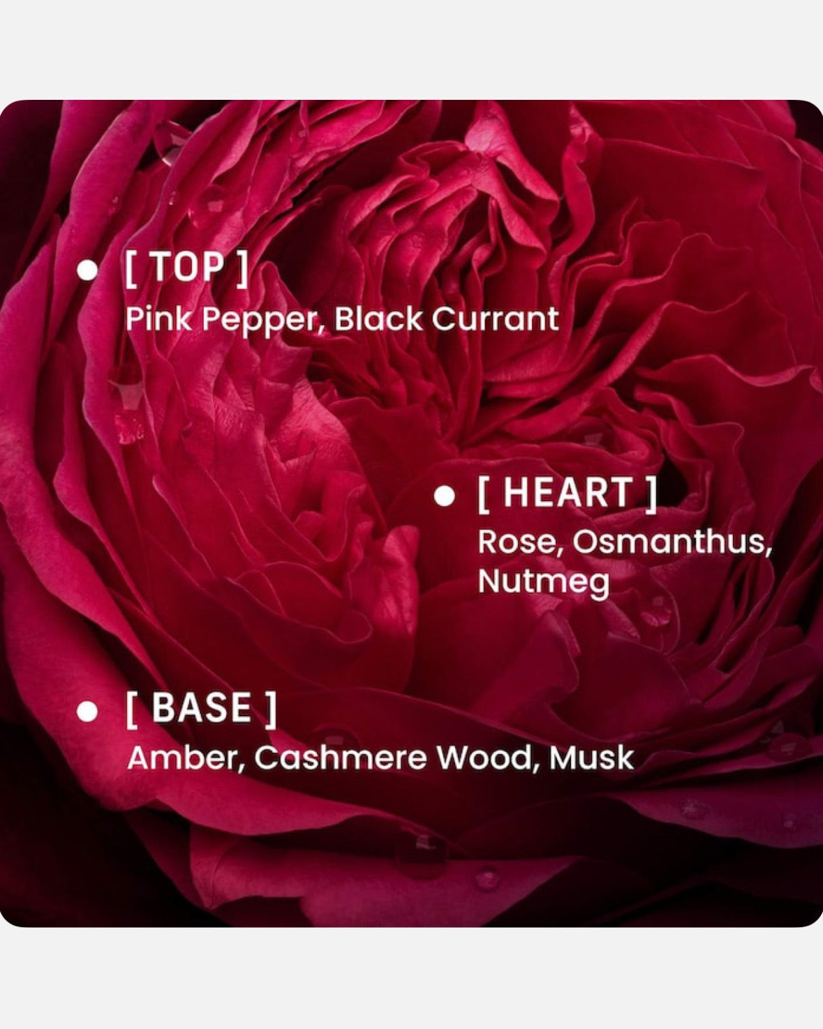 PHLUR Rose Whip Eau de Parfum with Musk